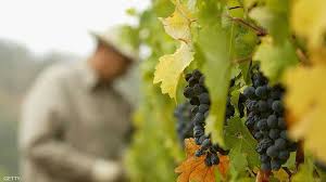 خدمة التنقل من المدن إلى مزارع الكروم